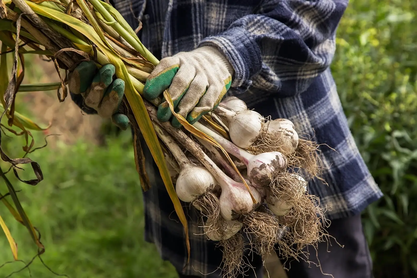 Bunch of fresh raw organic garlic harvest in farmer hands in garden