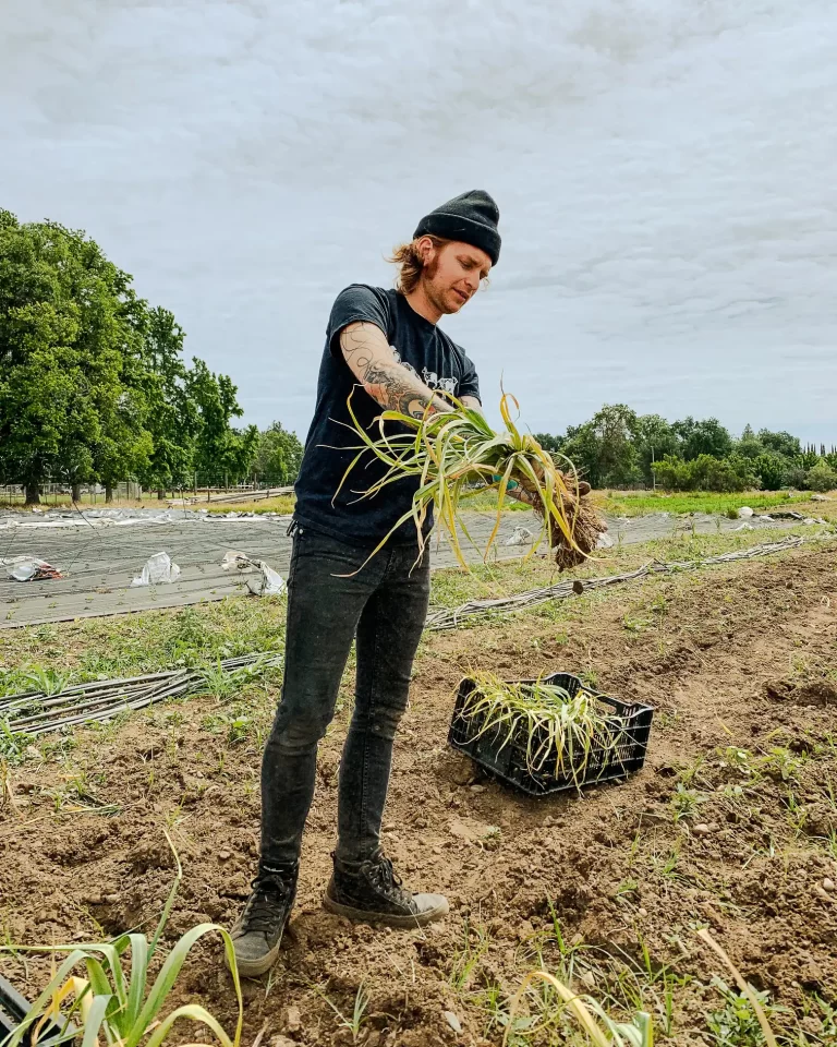 A Co-op employee picking garlic on a farm