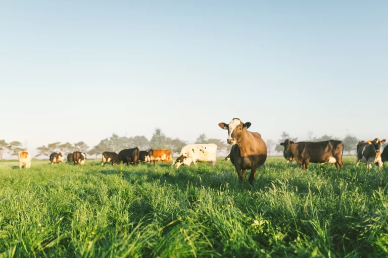 Free range dairy cows grazing in a field