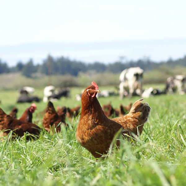 Hens and cows in a farm field