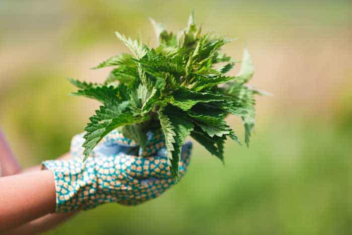 A close up of a hand wearing a glove holding nettles.