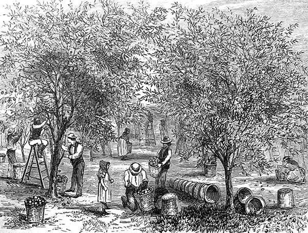 group of people gathering apples from trees and putting them in baskets stock illustration