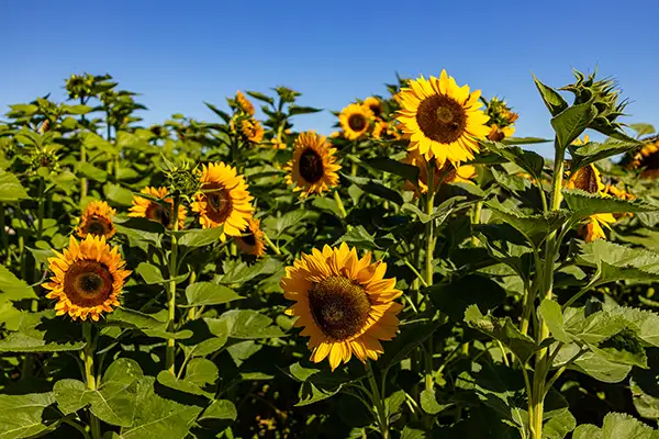 A field of sunflowers at Soil Born Farm