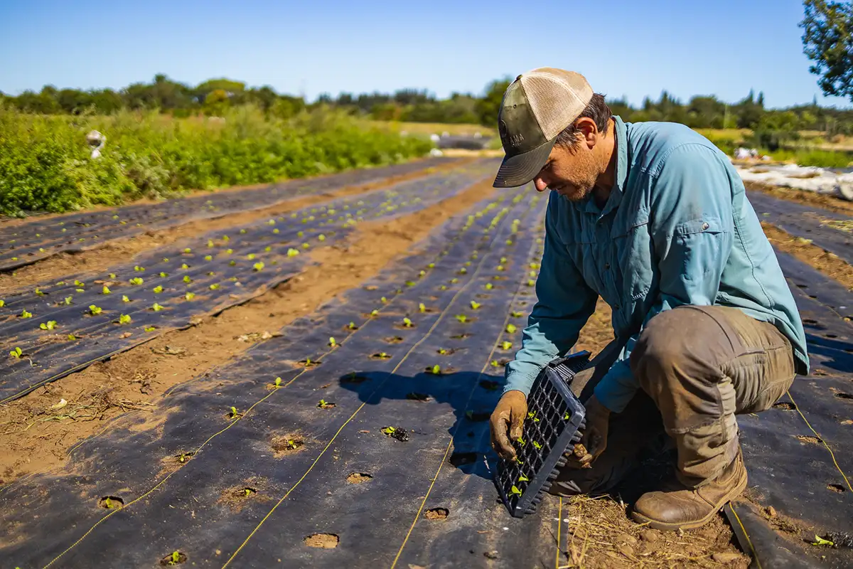 A farmer planting herbs at Soil Born Farms