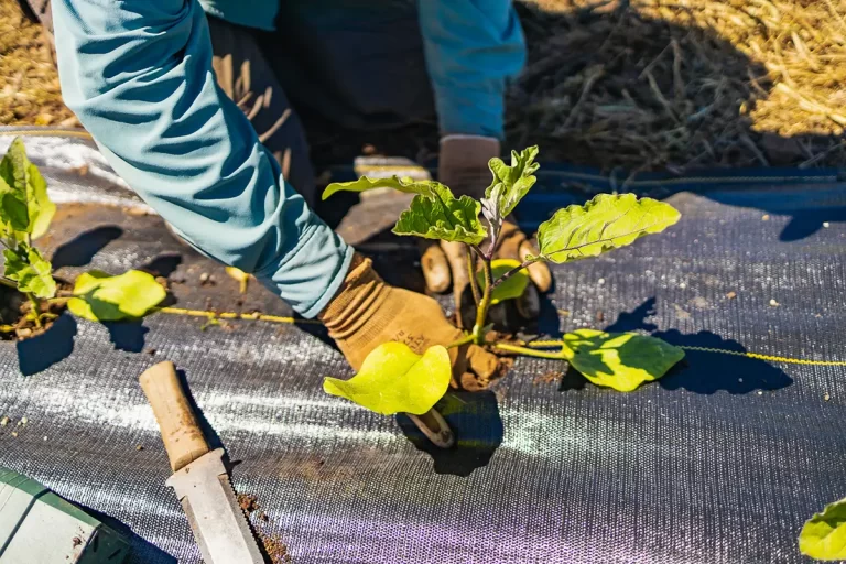 A close up of a farmers hands planting produce in a farm field.