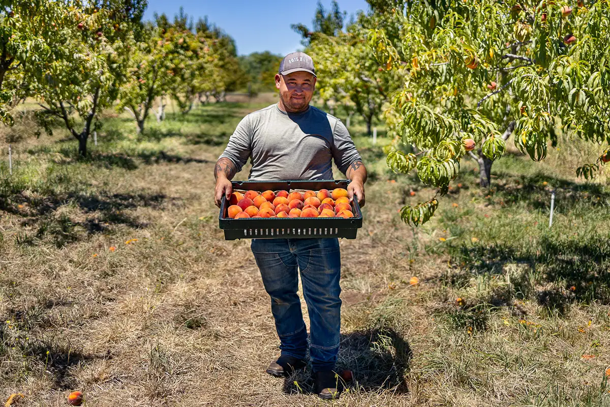 A farmer carrying a tray of freshly picked fruit through a field.