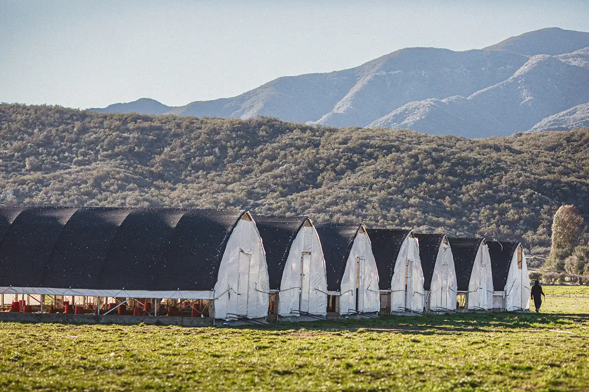 A wide view of mobile chicken coops on a farm with mountains in the distance.