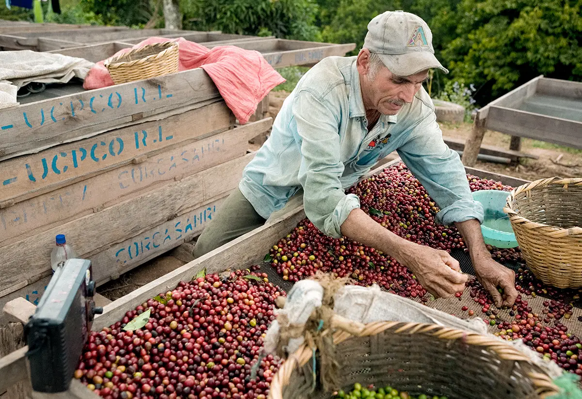 A coffee farmer scooping coffee fruit into a basket.