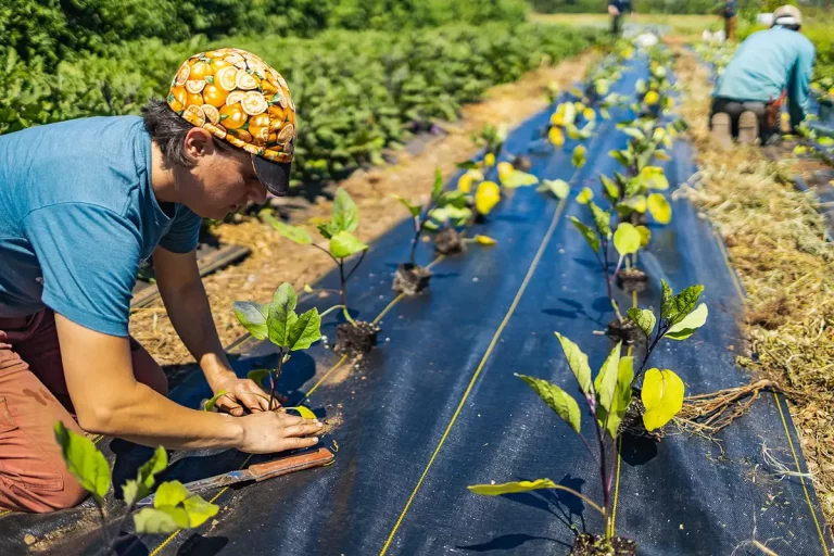 An employee from the Co-op planting starts in a field at Soil Born Farms.