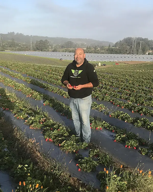 Javier from JSM Organics standing in a strawberry field.