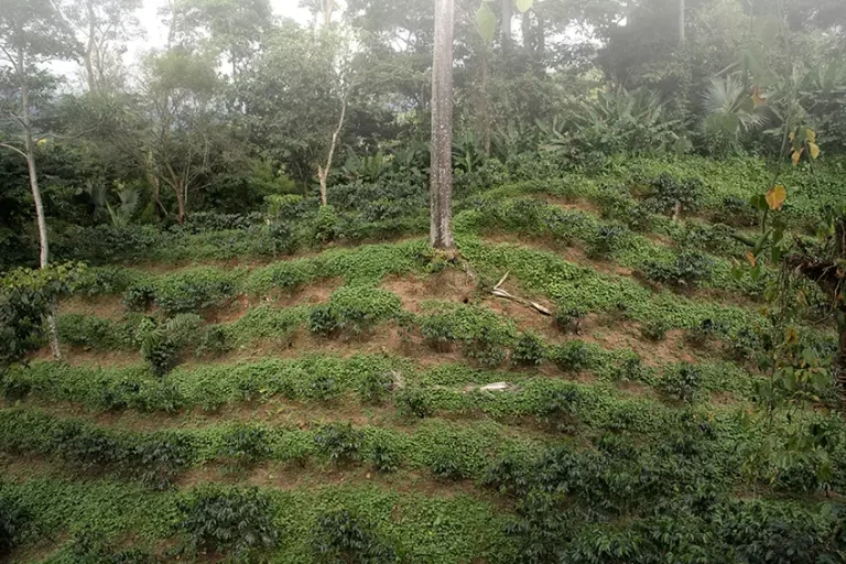 A coffee farm in Chiapas, Mexico.
